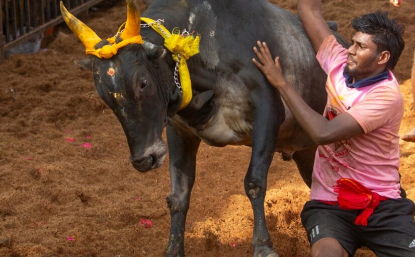 Pongal Whatsapp Status